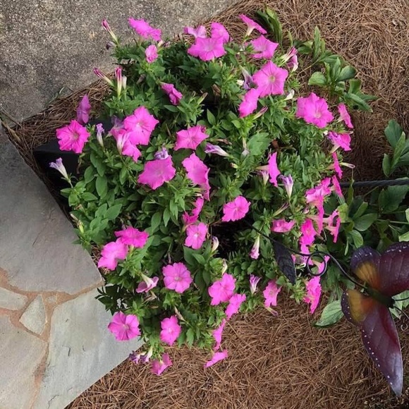 Welcome to my Closet - Picture 2 of 2